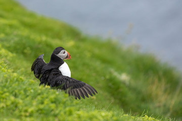 Puffins on Mykines cliffs and atlantic ocean. Mykines island, Faroe Islands, Europe.