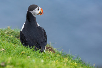 Puffins on Mykines cliffs and atlantic ocean. Mykines island, Faroe Islands, Europe.