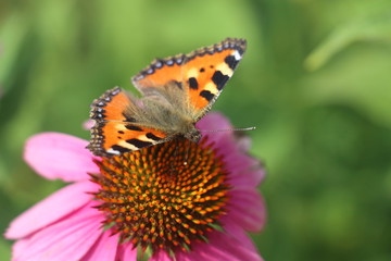 butterfly on flower