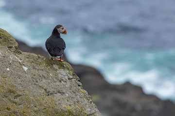 Fototapeta premium Puffins on Mykines cliffs and atlantic ocean. Mykines island, Faroe Islands, Europe.