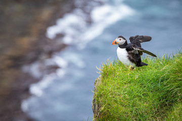 Puffins on Mykines cliffs and atlantic ocean. Mykines island, Faroe Islands, Europe.