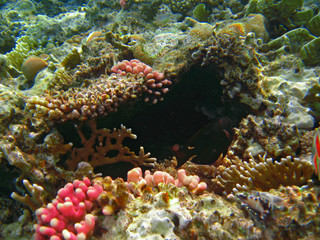 Corals at the bottom of the Red Sea