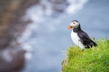 Puffins on Mykines cliffs and atlantic ocean. Mykines island, Faroe Islands, Europe.