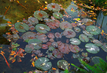 Obraz na płótnie Canvas Leaves of waterlily in the ditry pond autumn time