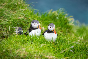 Puffins on Mykines cliffs and atlantic ocean. Mykines island, Faroe Islands, Europe.