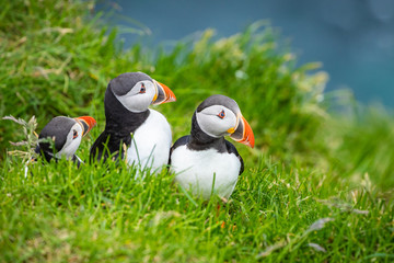 Puffins on Mykines cliffs and atlantic ocean. Mykines island, Faroe Islands, Europe.