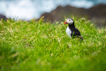 Puffins on Mykines cliffs and atlantic ocean. Mykines island, Faroe Islands, Europe.