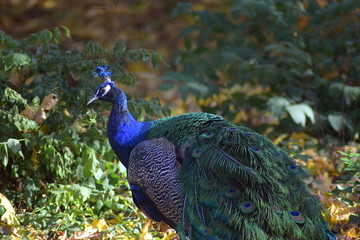 Obraz premium peacock and autumn leaves