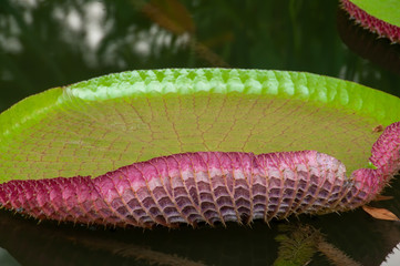 Giant Amazon Water Lily Pad
