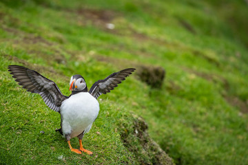 Puffins on Mykines cliffs and atlantic ocean. Mykines island, Faroe Islands, Europe.