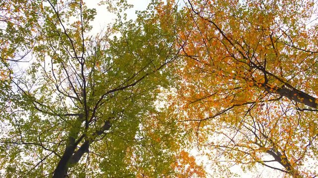 Upwards view in a Beech tree forest with autumn leaves during an overcast fall day.