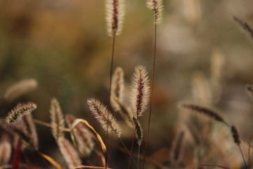 Fototapeta premium yellow foxtails
