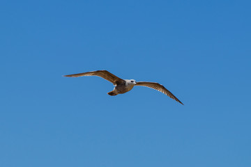 seagull in flight