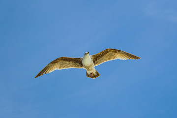 seagull in flight