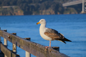 Fototapeta premium seagull on fence 
