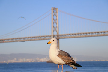 seagull on post
