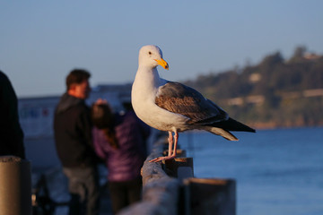 Obraz premium seagull on the pier