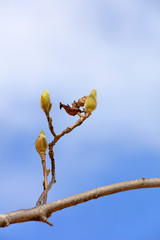 Magnolia flower buds in the field