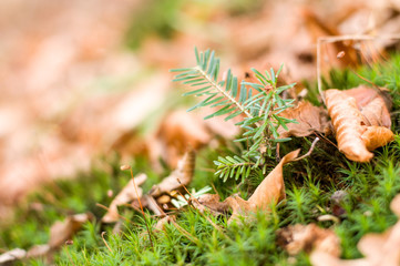 Dry, orange leaves and green moss in the forest
