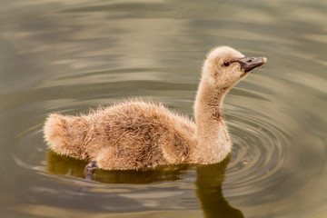 Picture of a baby swan swimming in a little pond, surrounding by water ripples.