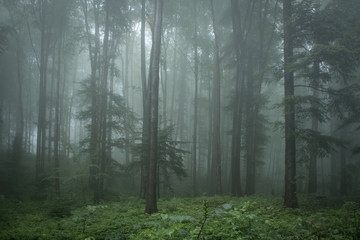 Summer day at noon, thick fog in the forest. June, cold rainy days
