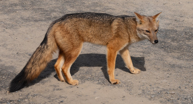 1 306 Best Zorro Animal Images Stock Photos Vectors Adobe Stock