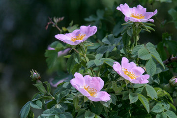 pink flowers in the garden