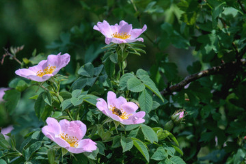 flowers in the garden