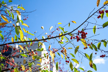 Tree branch with red seeds