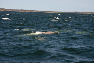 Fototapeta na wymiar beluga whales in the churchill river estuary
