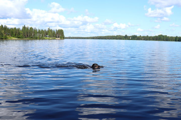 Fototapeta premium Dog swimming in a lake in Northern Finland