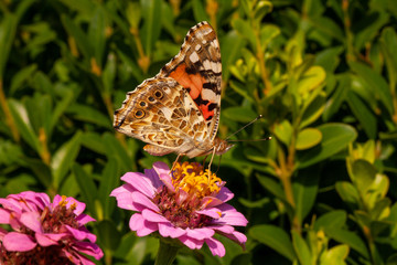 Distelfalter auf Blume