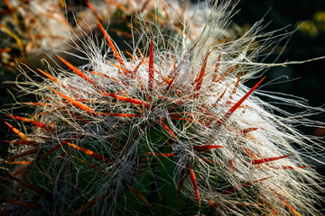 Close up of hairy and spiny cactus