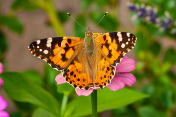 Distelfalter auf Blume