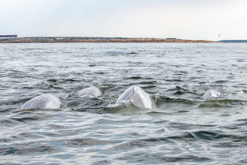 beluga whales in the churchill river estuary