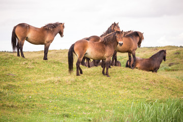 Fototapeta na wymiar wild horses running on the island of texel in the netherlands