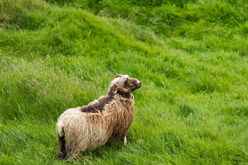 Obraz premium Wildlife in the Faroe Islands. Sheep on Vagar island. Faroe Islands. Denmark. Europe.