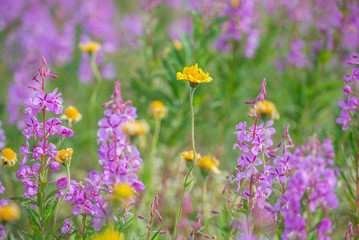Fototapeta premium wildflowers in canada arctic