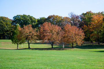 Three Autumn trees at a park