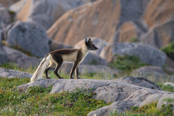 Arctic Fox running over the rocks in Northern Canada