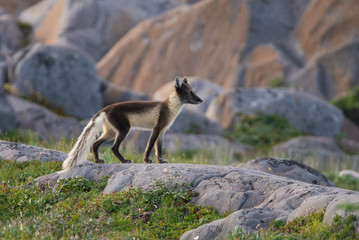 Naklejka premium Arctic Fox running over the rocks in Northern Canada
