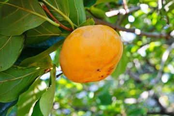 Orange persimmon kaki fruits growing on a tree in the fall