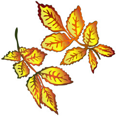 Naklejka premium Vector autumn yellow rose hip leaves. Leaf plant botanical garden floral foliage. Isolated illustration element.