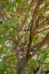 Red and Green Tree Leaves