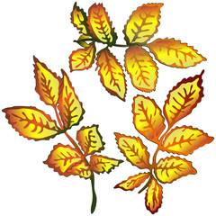 Vector autumn yellow rose hip leaves. Leaf plant botanical garden floral foliage. Isolated illustration element.