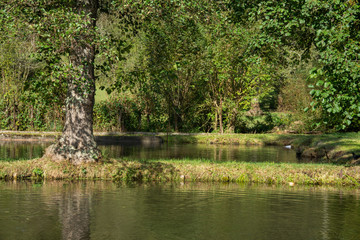 Beautiful trees, lake reflection, tranquil nature. relaxing scenery. Artistic nature background, trees and lake view in Germany,2019