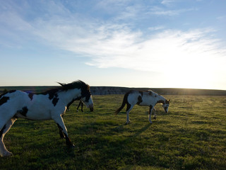 Horses on the South Dakota Prairie 