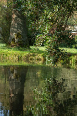 Beautiful trees, lake reflection, tranquil nature. relaxing scenery. Artistic nature background, trees and lake view in Germany,2019