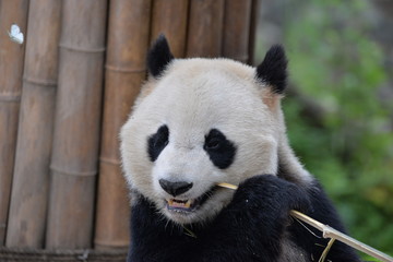 Obraz premium giant panda eating bamboo