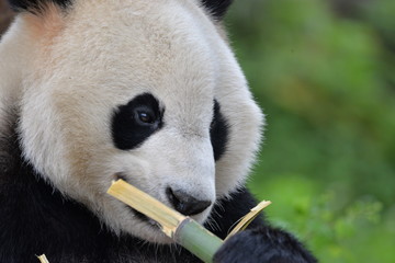 panda eating bamboo